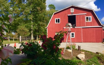 One Week Anniversary: Mr. & Mrs. Jolly