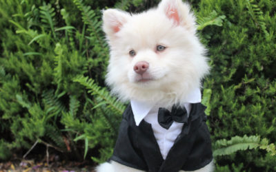 Should You Include Your Pet in Your Wedding?