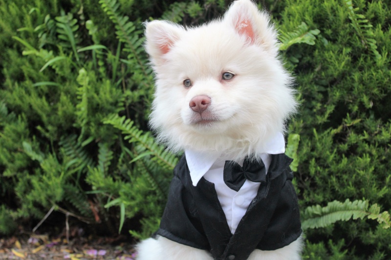 Should You Include Your Pet in Your Wedding?