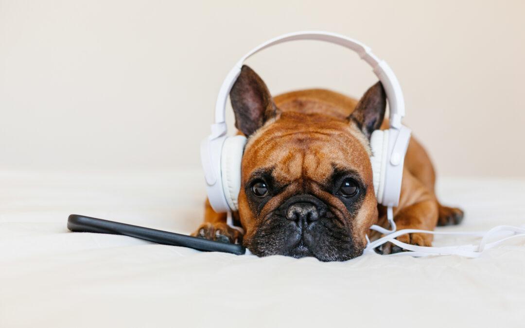 Top 5 Songs For Your Pet’s Wedding Entrance